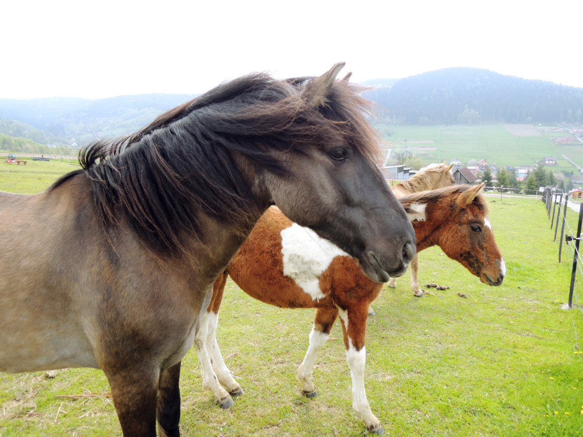 Konie_Beskid