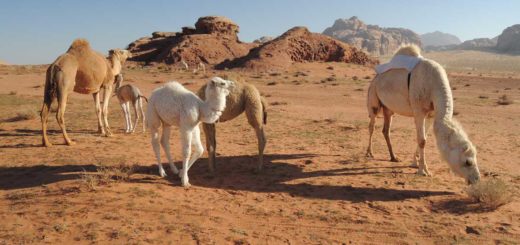 wadi rum camels