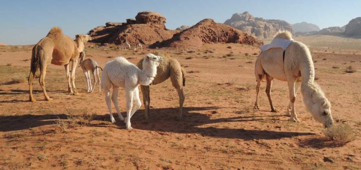 wadi rum camels